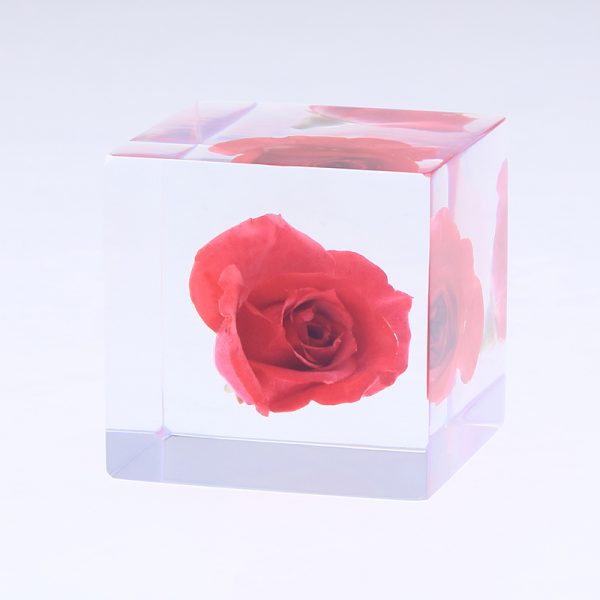 バラの sola cube