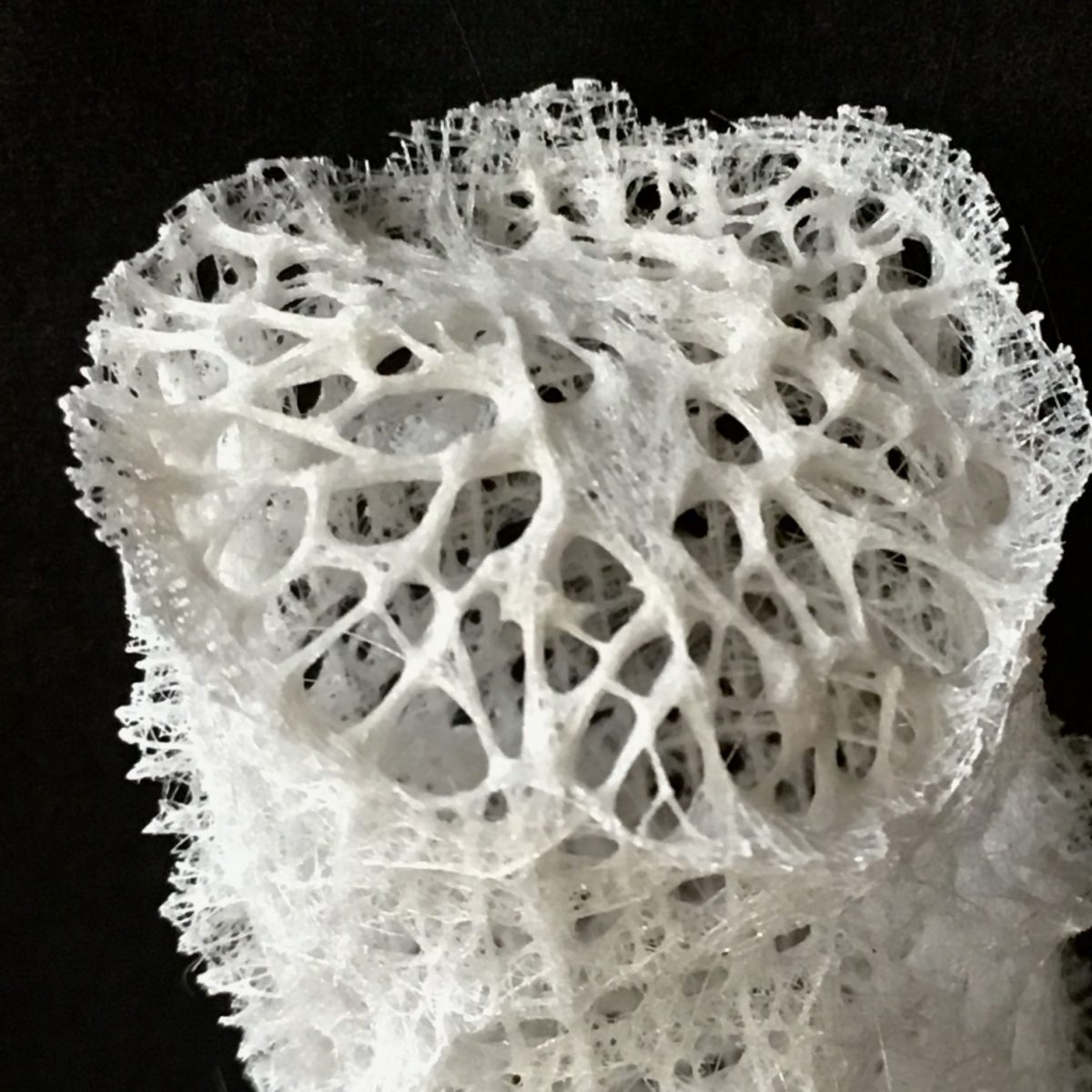 1点物】極希少☆極美品カイロウドウケツ 縁起物 深海生物 25-30cm 標本