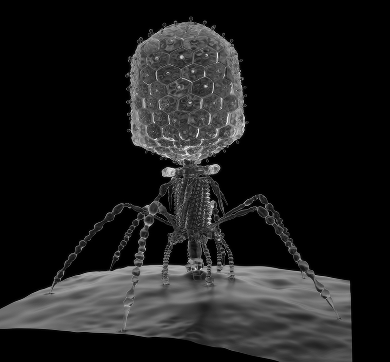 ウサギノネドコ図鑑12 バクテリオファージT4 – 株式会社ウサギノネドコ