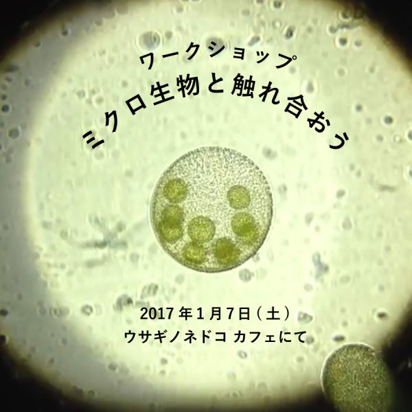 ワークショップ ミクロ生物と触れ合おう