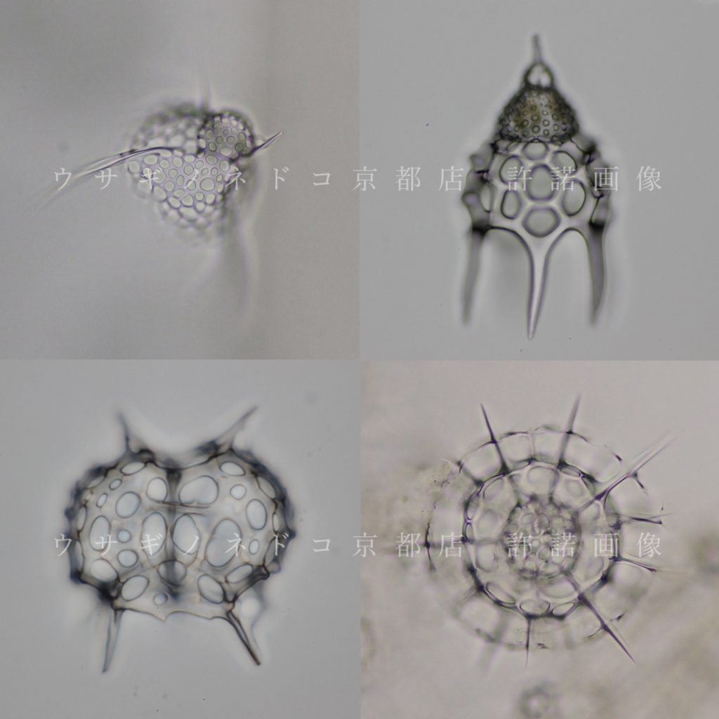 radiolaria1