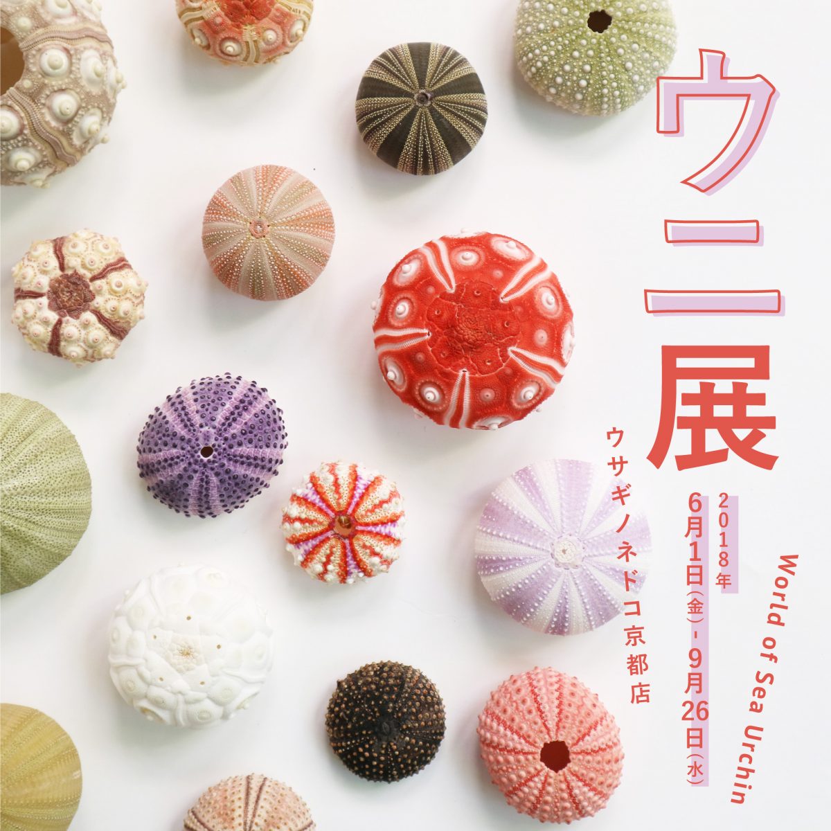 ウニのコ ウニ展」開催のお知らせ – 株式会社ウサギノネドコ