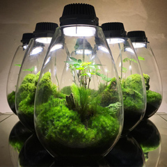 Mosslight-LED