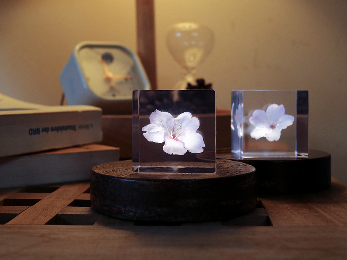 直輸入正規品 ソラキューブ ヤエベニシダレ ＆ Light Base maru 無地皮 