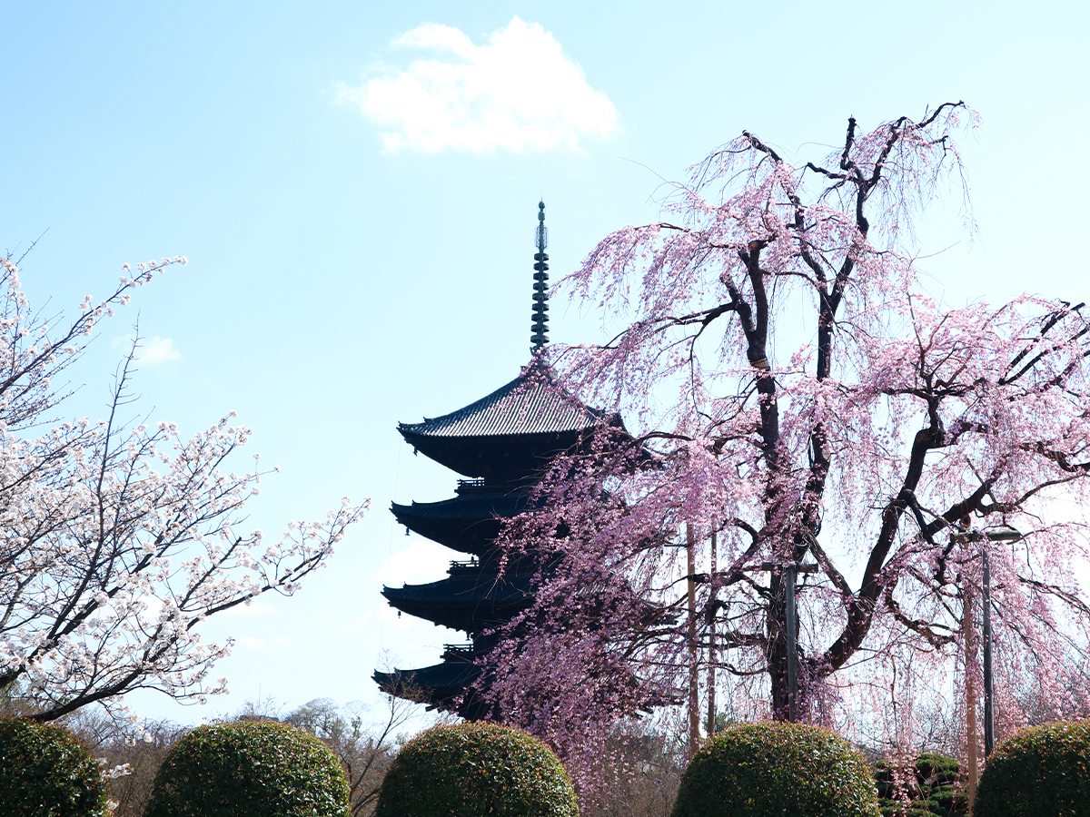 京都 東寺 桜