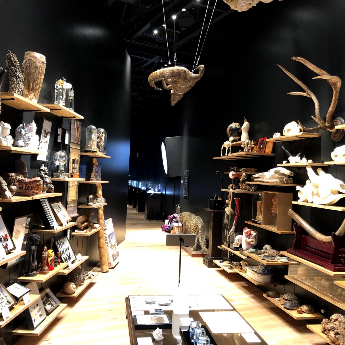 荒俣ワンダー秘宝館」オープンのお知らせ – 株式会社ウサギノネドコ