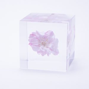 Sola cube / Products – 株式会社ウサギノネドコ