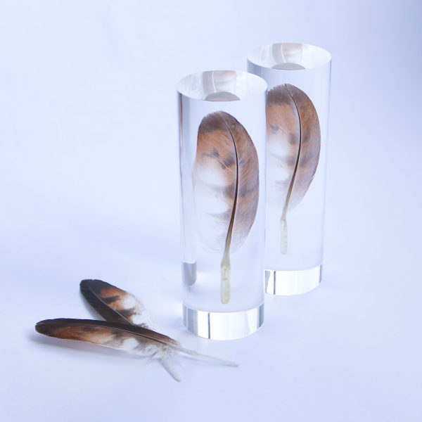 オーダーメイド樹脂封入実績 「サシバの羽根の樹脂封入」