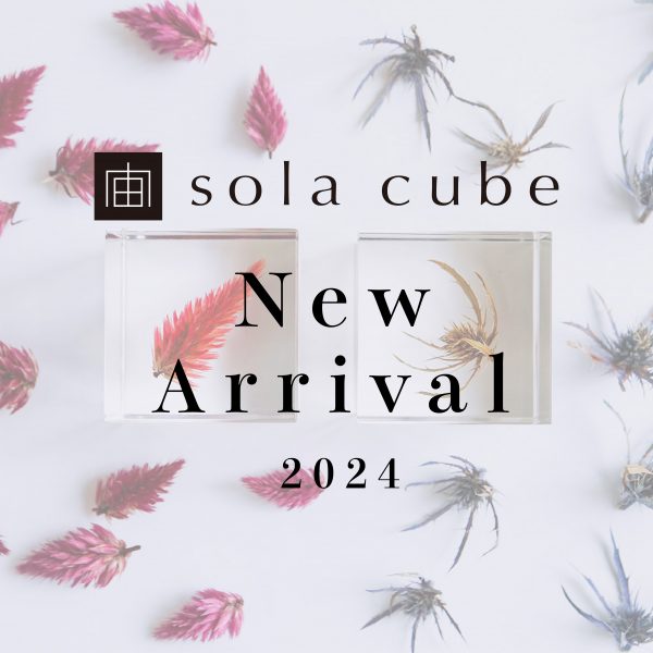 新作Sola cube 発売とキャンペーンのお知らせ