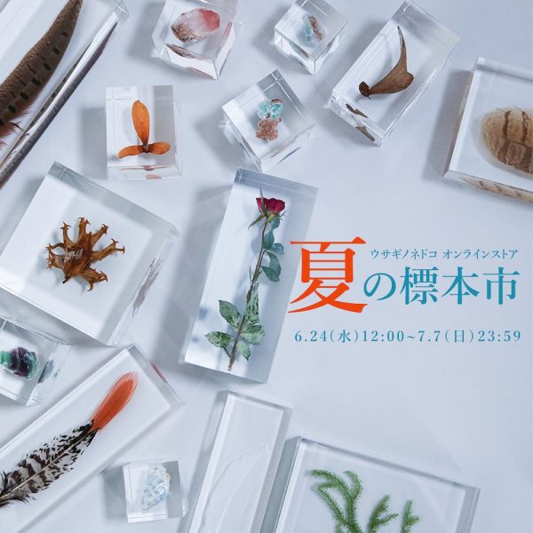 「夏の標本市」開催のお知らせ