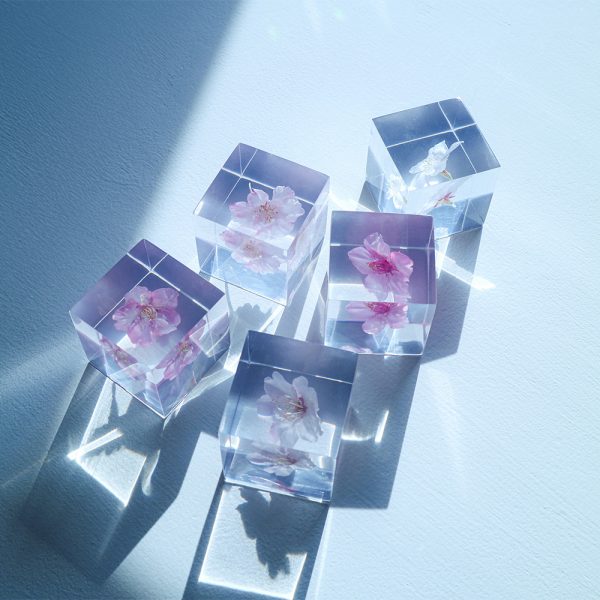 桜のSola cube 販売開始のお知らせ