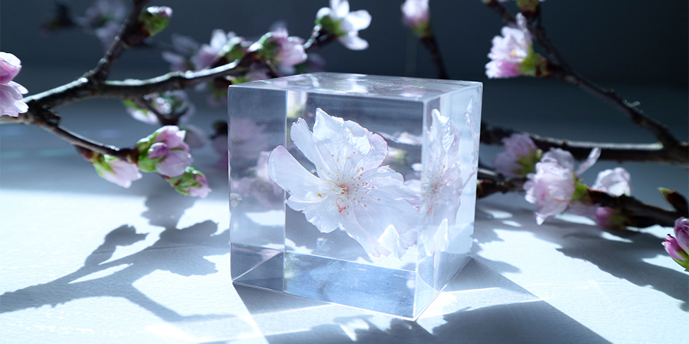 ウサギノネドコ☆Sola cube☆ソラキューブ☆うさぎの寝床 新作 桜の 