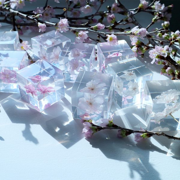 新作 桜のSola cube販売開始のお知らせ