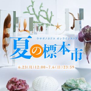 「夏の標本市」開催のお知らせ