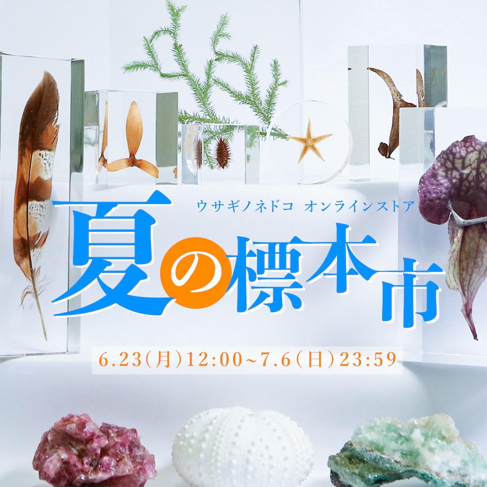 ウサギノネドコオンラインストア 10周年記念 スクラッチくじ 1等 標本