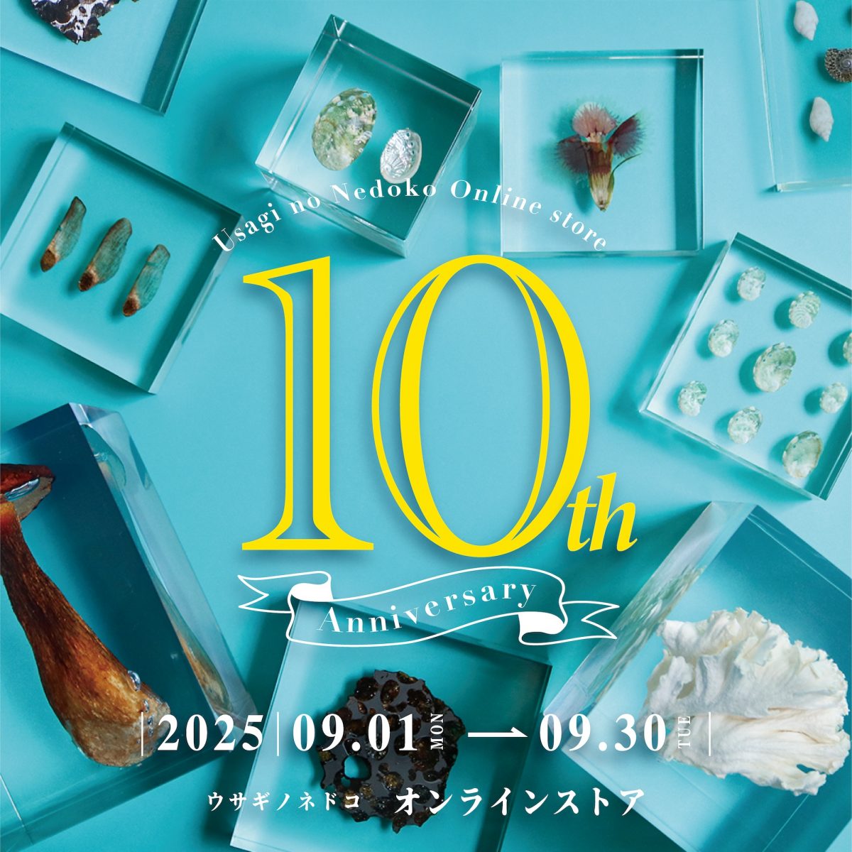 オンラインストア10th Anniversary – 株式会社ウサギノネドコ