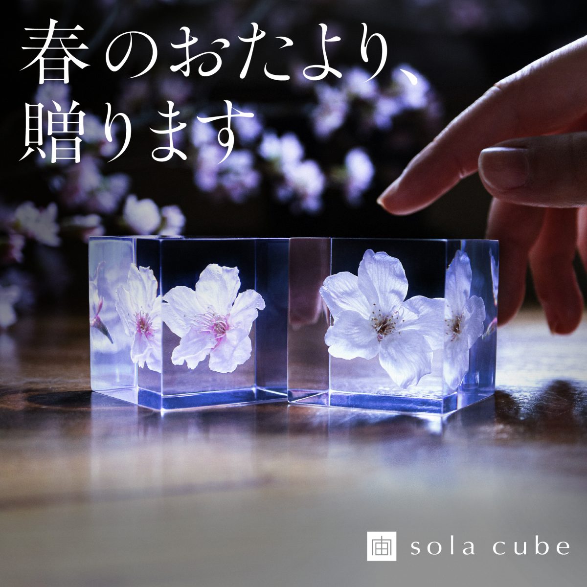 2026年春 Sola cube サクラ 発売のお知らせ – 株式会社ウサギノネドコ