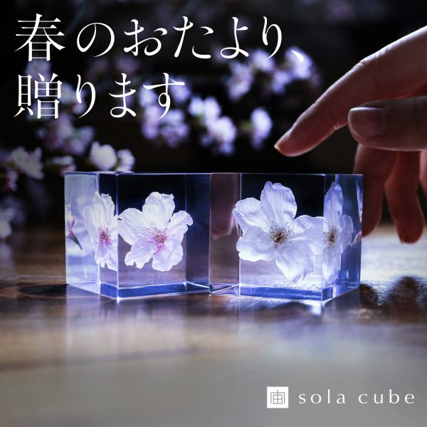 2026年春 Sola cube サクラ 発売のお知らせ
